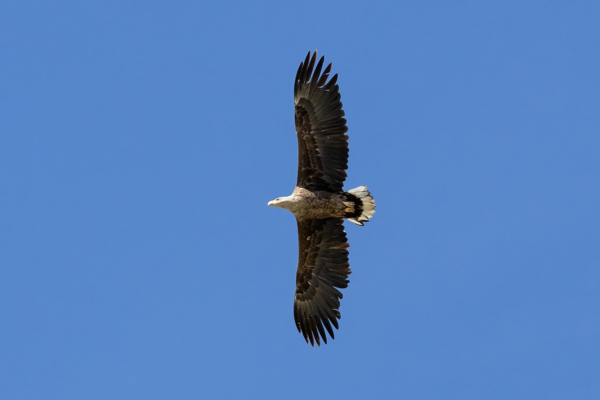 White-tailed Eagle - ML617782574