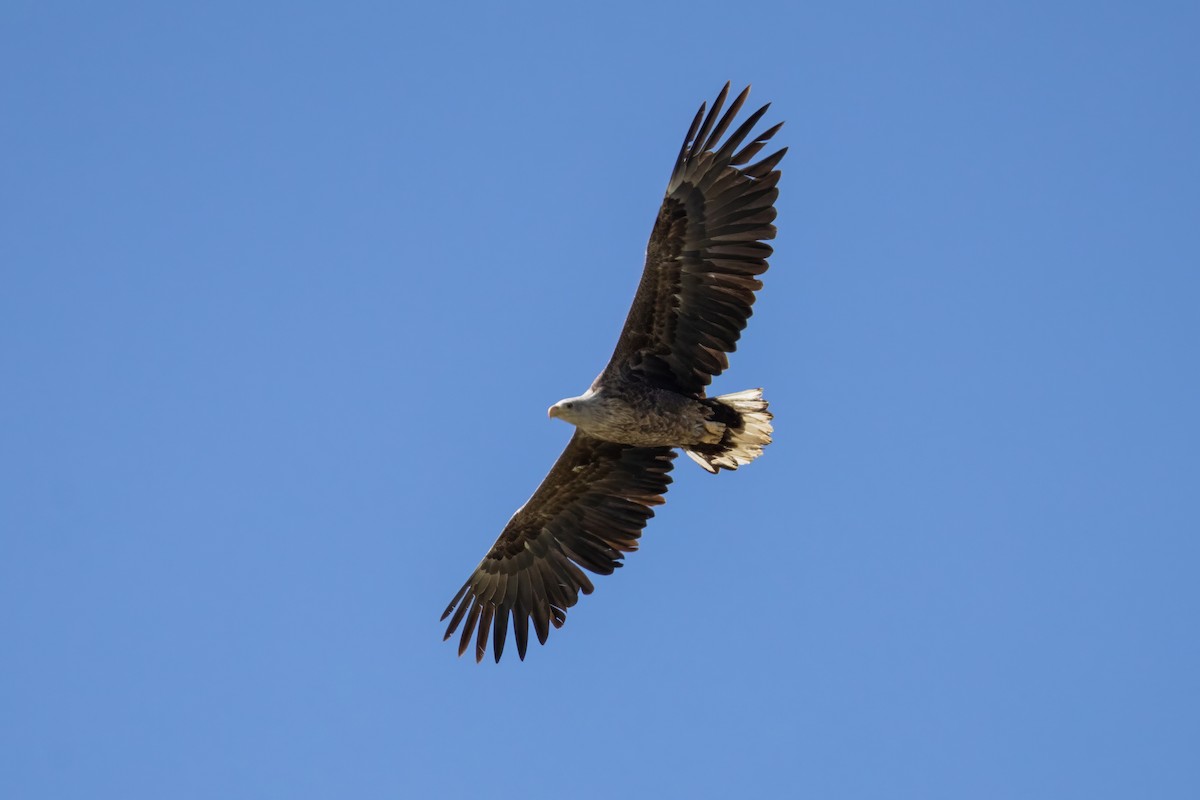 White-tailed Eagle - ML617782575