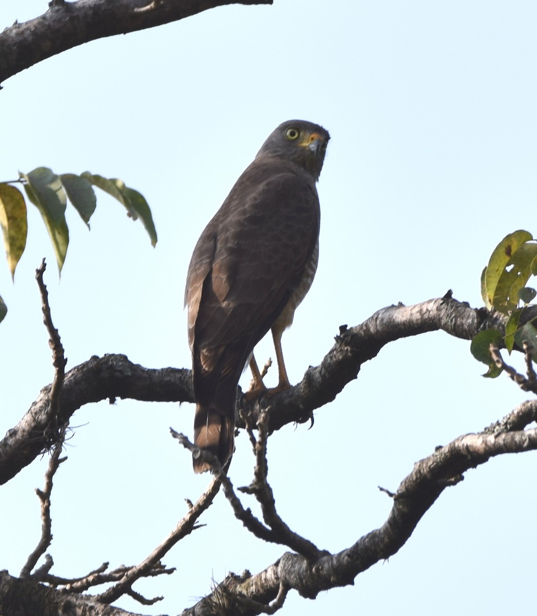 Roadside Hawk (Northern) - Zuly Escobedo / Osberto Pineda