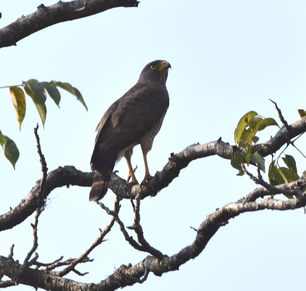 Канюк великодзьобий [група magnirostris] - ML617782578