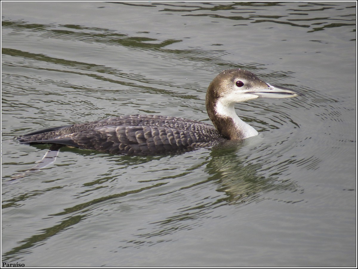 Plongeon huard - ML617782582