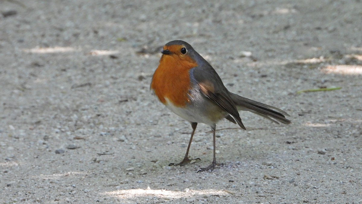 European Robin - Manuel García Ruiz