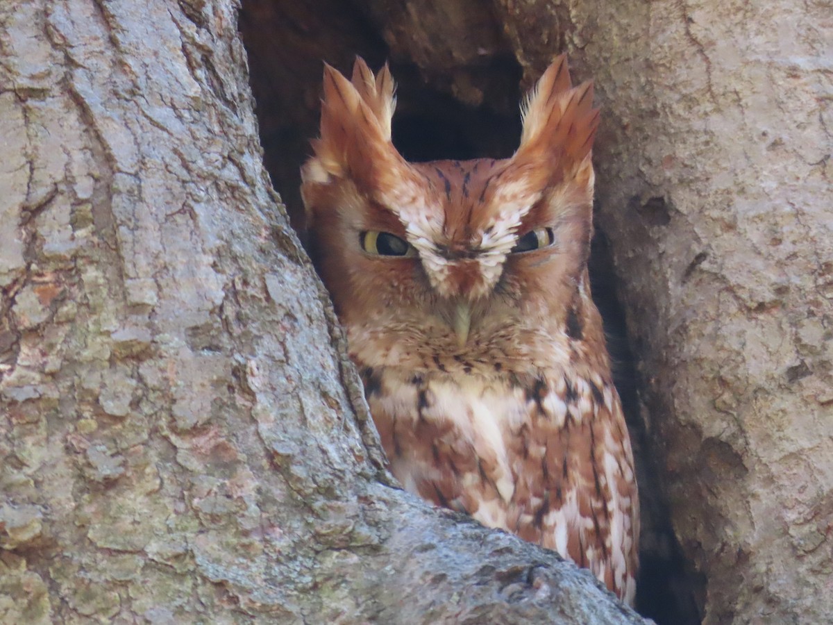 Eastern Screech-Owl - ML617782619