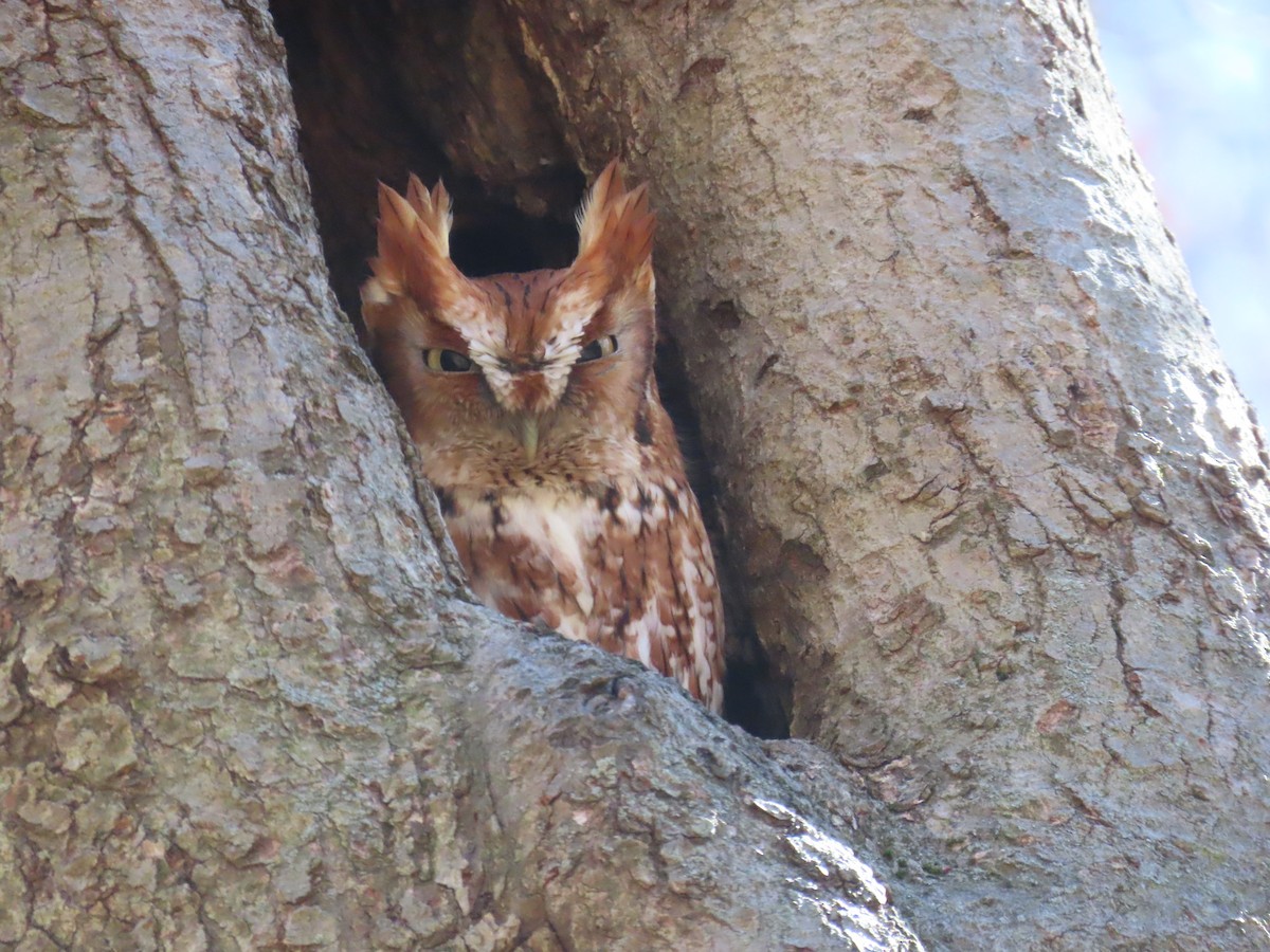 Eastern Screech-Owl - ML617782620