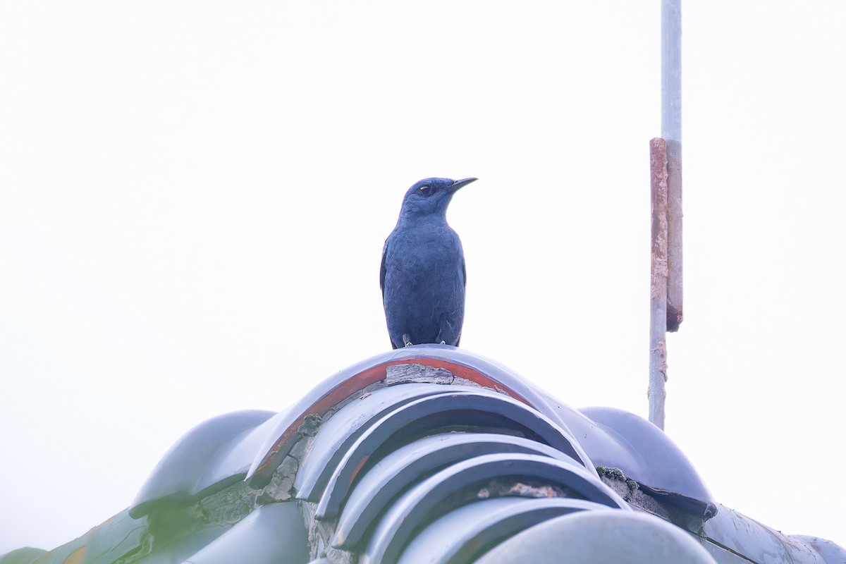 Blue Rock-Thrush (pandoo) - ML617782625