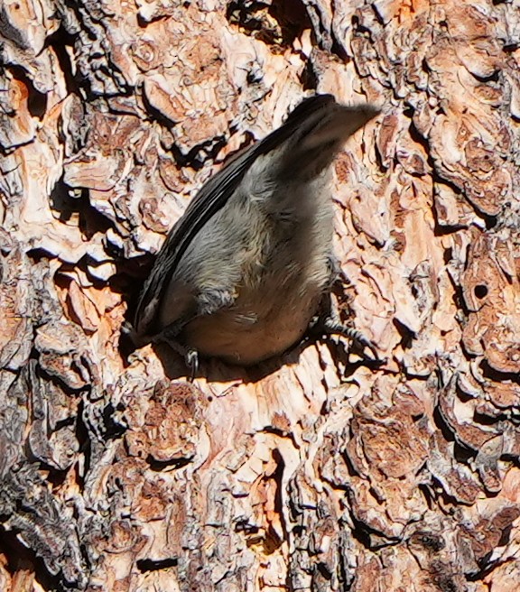 White-breasted Nuthatch - Dave Bowman