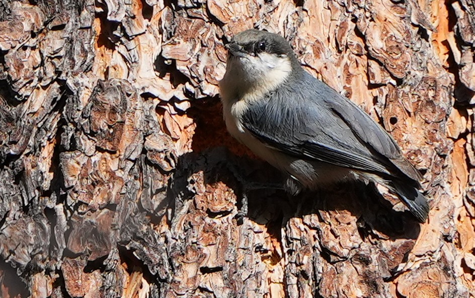 White-breasted Nuthatch - ML617782690