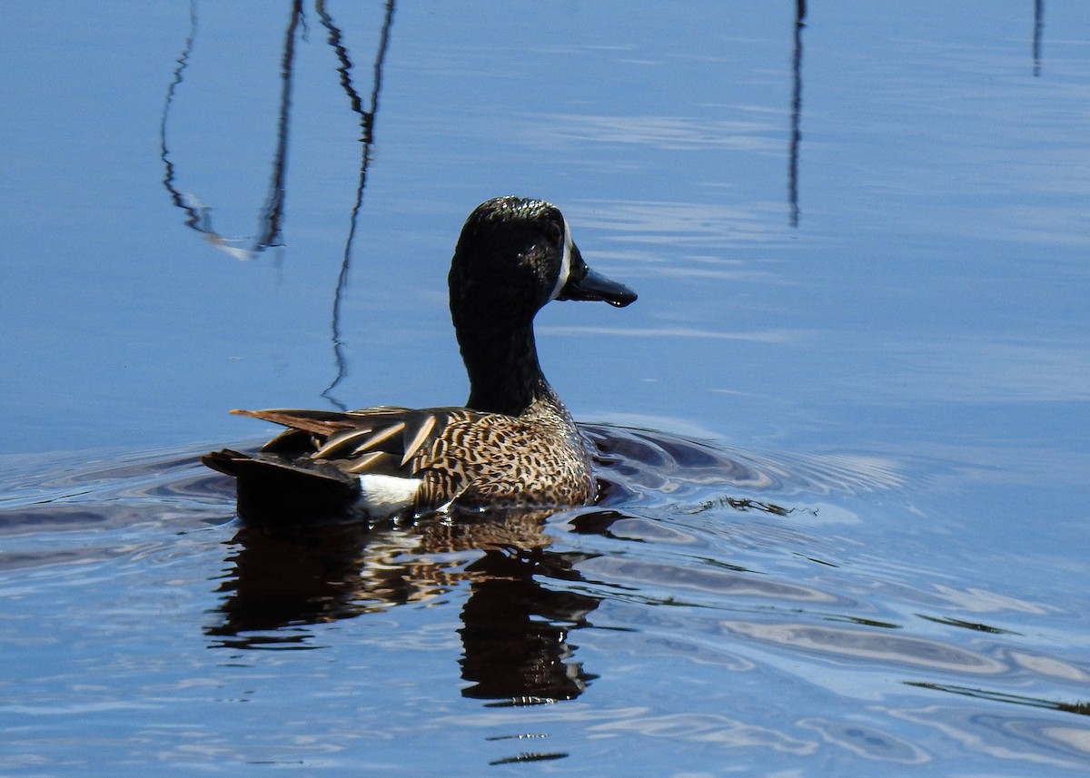 Blue-winged Teal - ML617782692