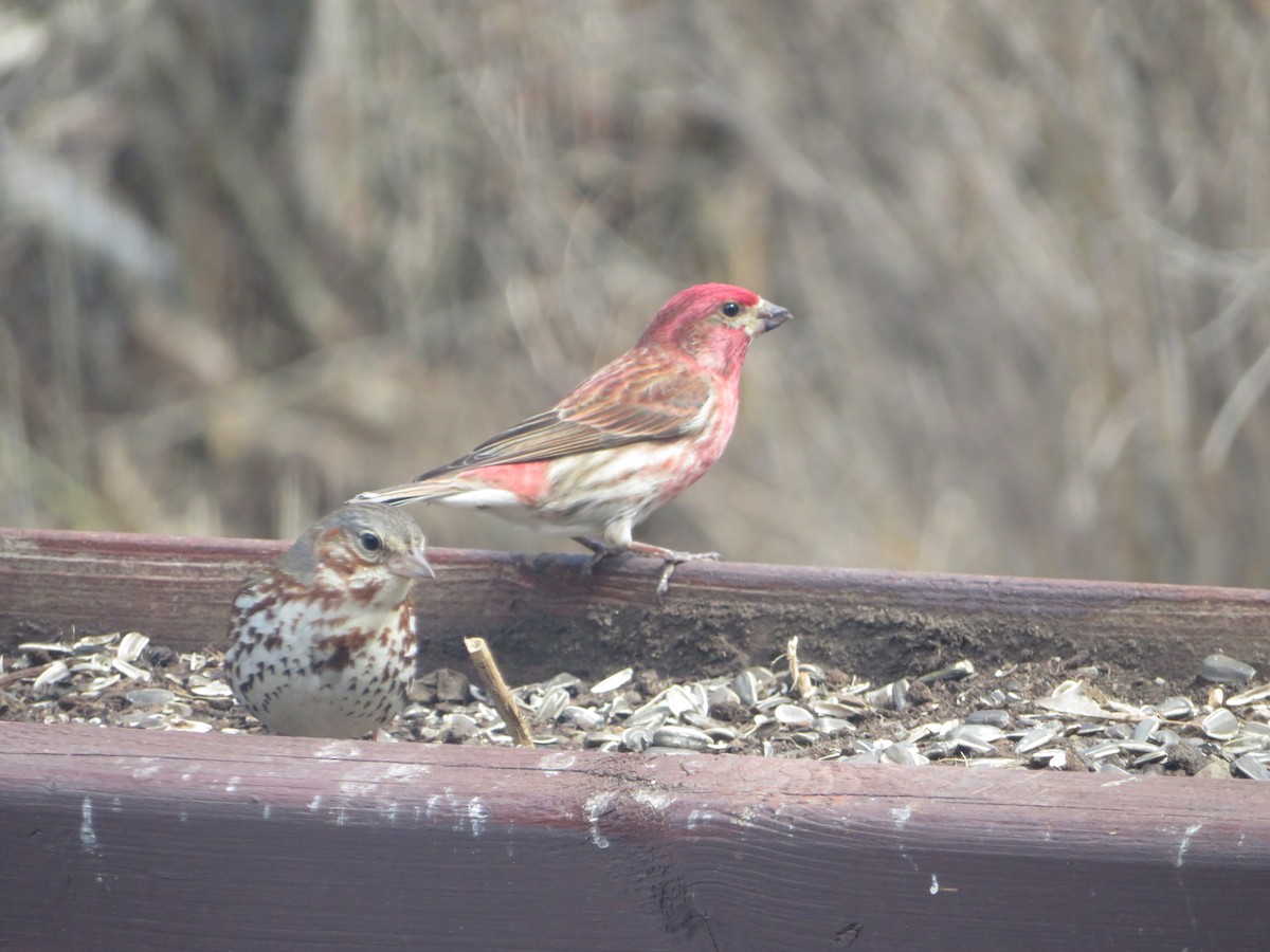 Purple Finch - David Forbes