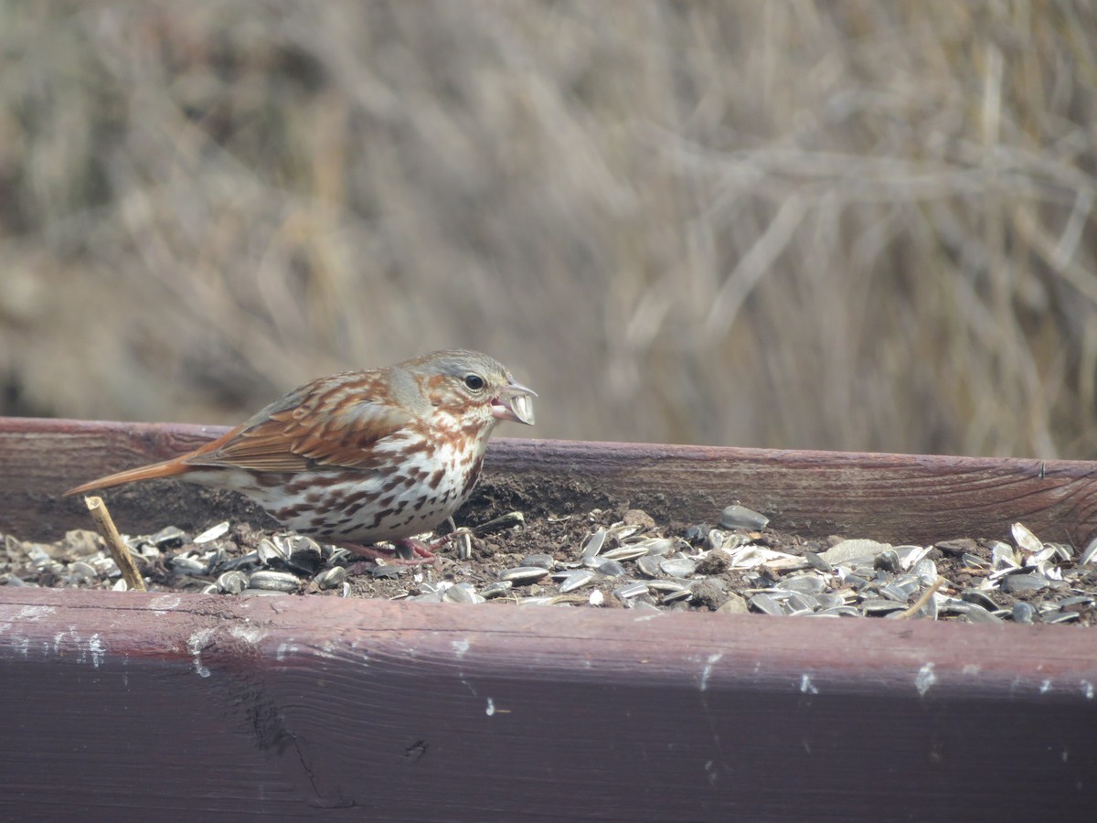 Fox Sparrow - ML617782706