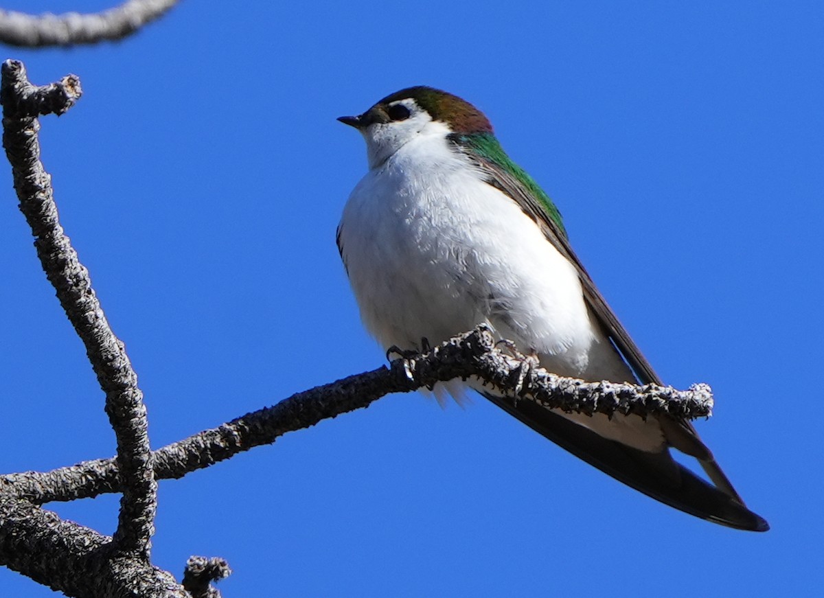 Violet-green Swallow - ML617782719