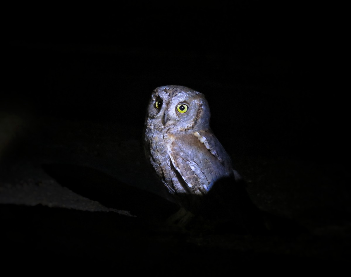 Eurasian Scops-Owl - ML617782724
