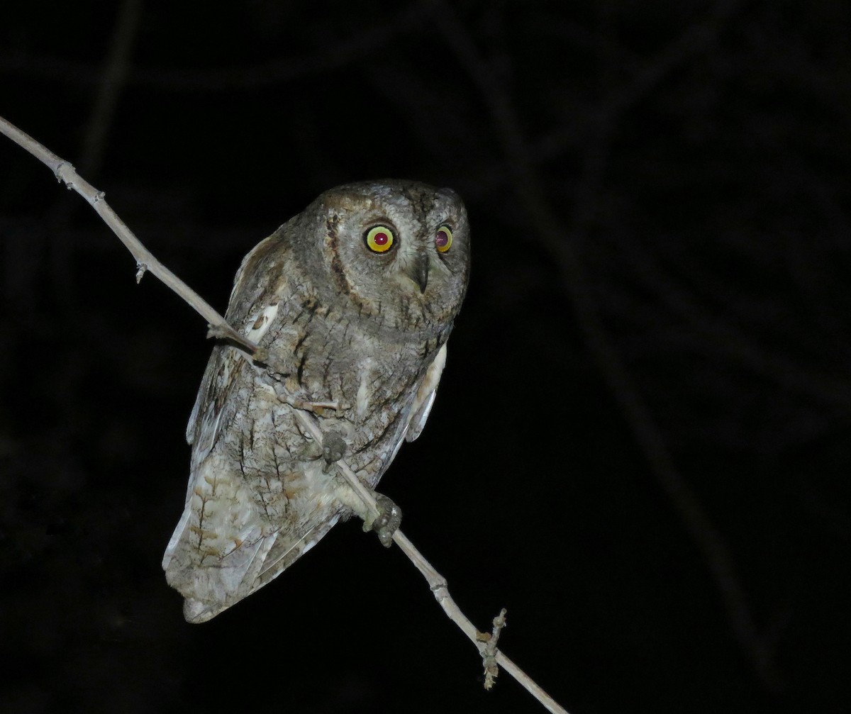 Eurasian Scops-Owl - ML617782727