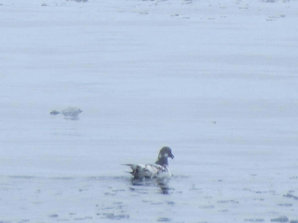 Pintado Petrel - ML617782740