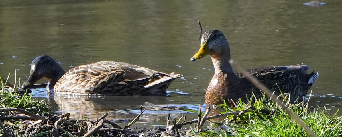 Mexican Duck - ML617782760