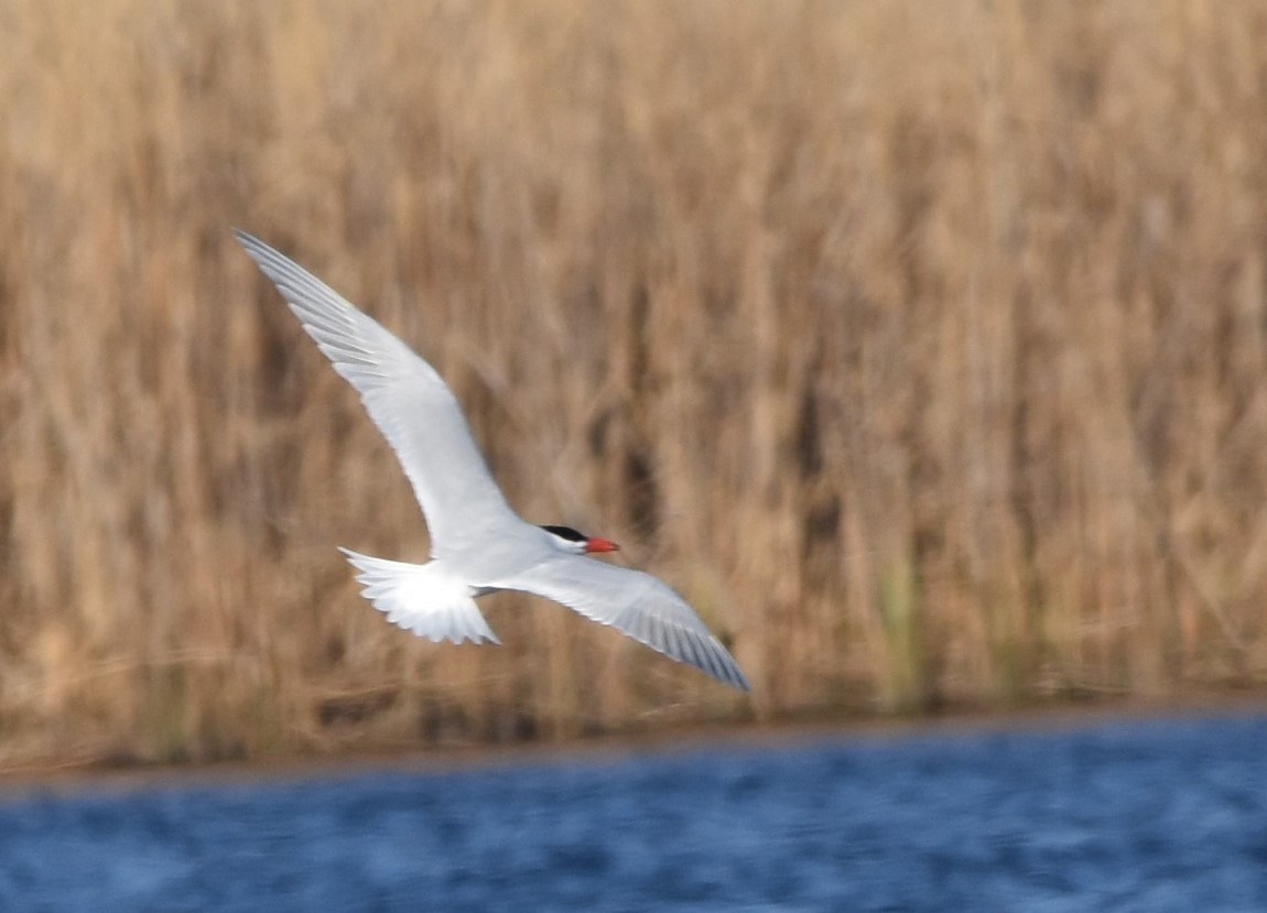 Caspian Tern - ML617782761