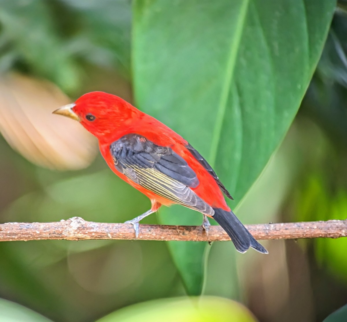 Scarlet Tanager - ML617782789