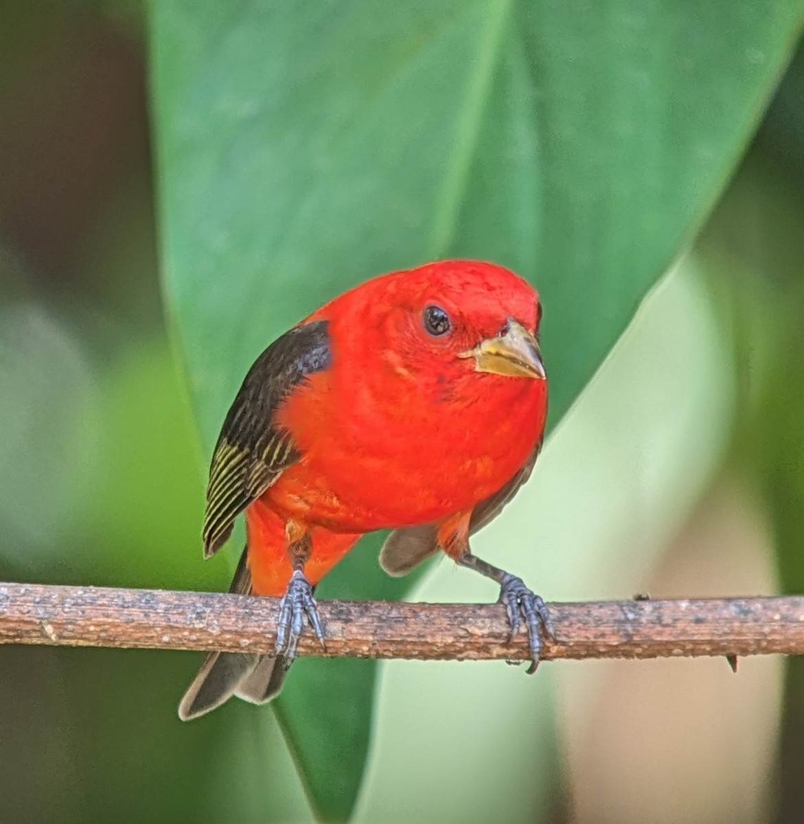 Scarlet Tanager - ML617782790