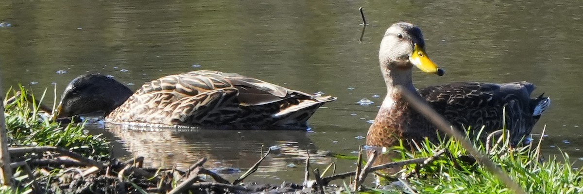 Mexican Duck - ML617782801