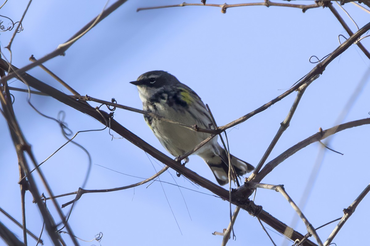 lesňáček žlutoskvrnný (ssp. coronata) - ML617782802