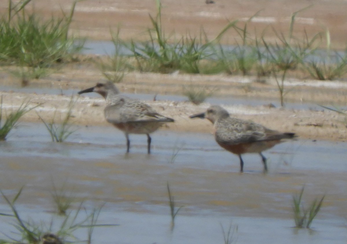 Red Knot - ML617782849