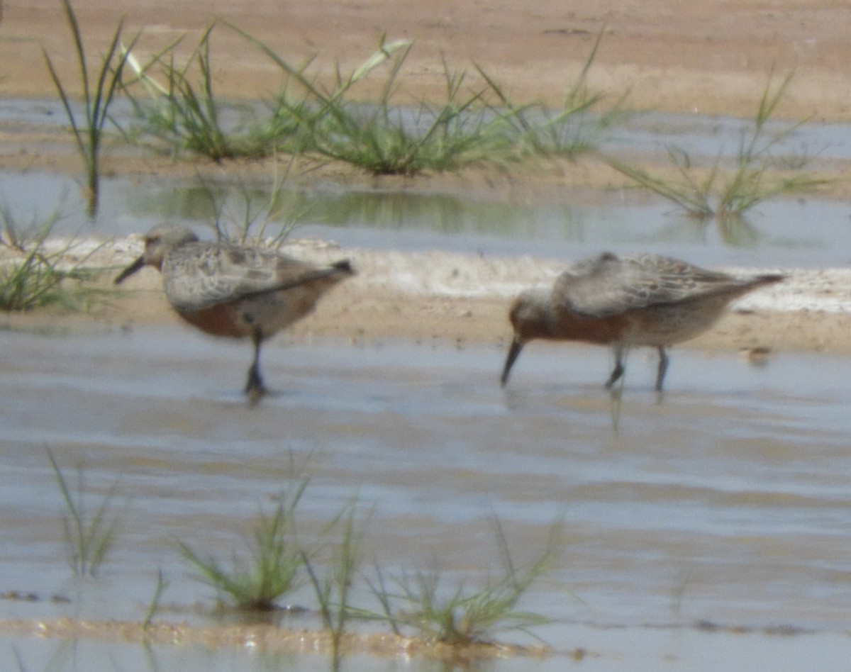 Red Knot - ML617782856