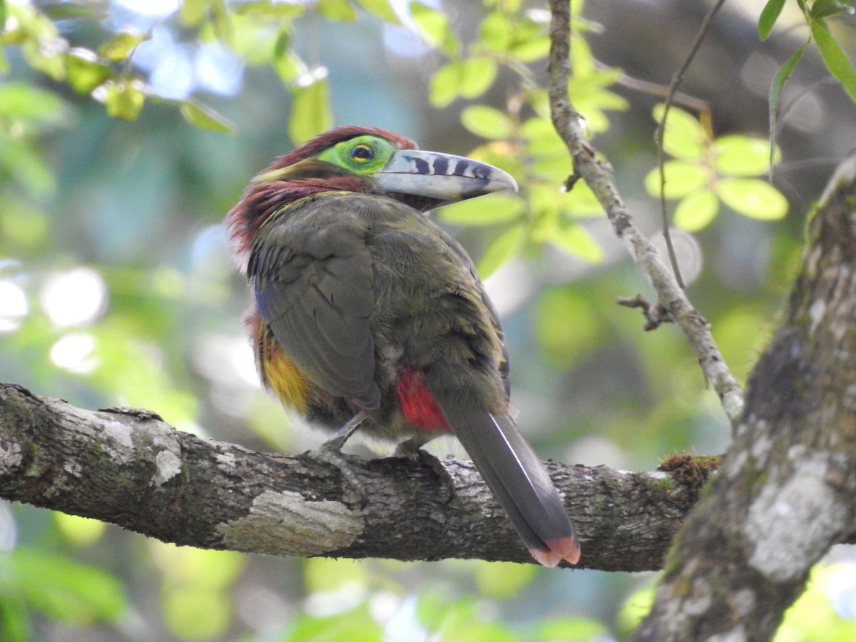 Spot-billed Toucanet - ML617782880