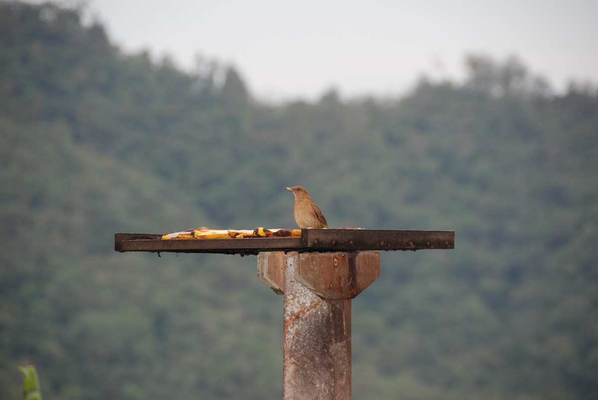 Mountain Thrush - Beata Matysiokova