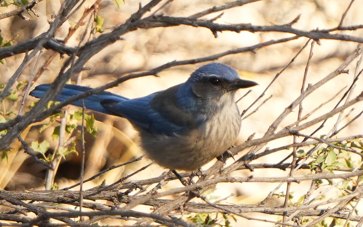 Woodhouse's Scrub-Jay - ML617782920