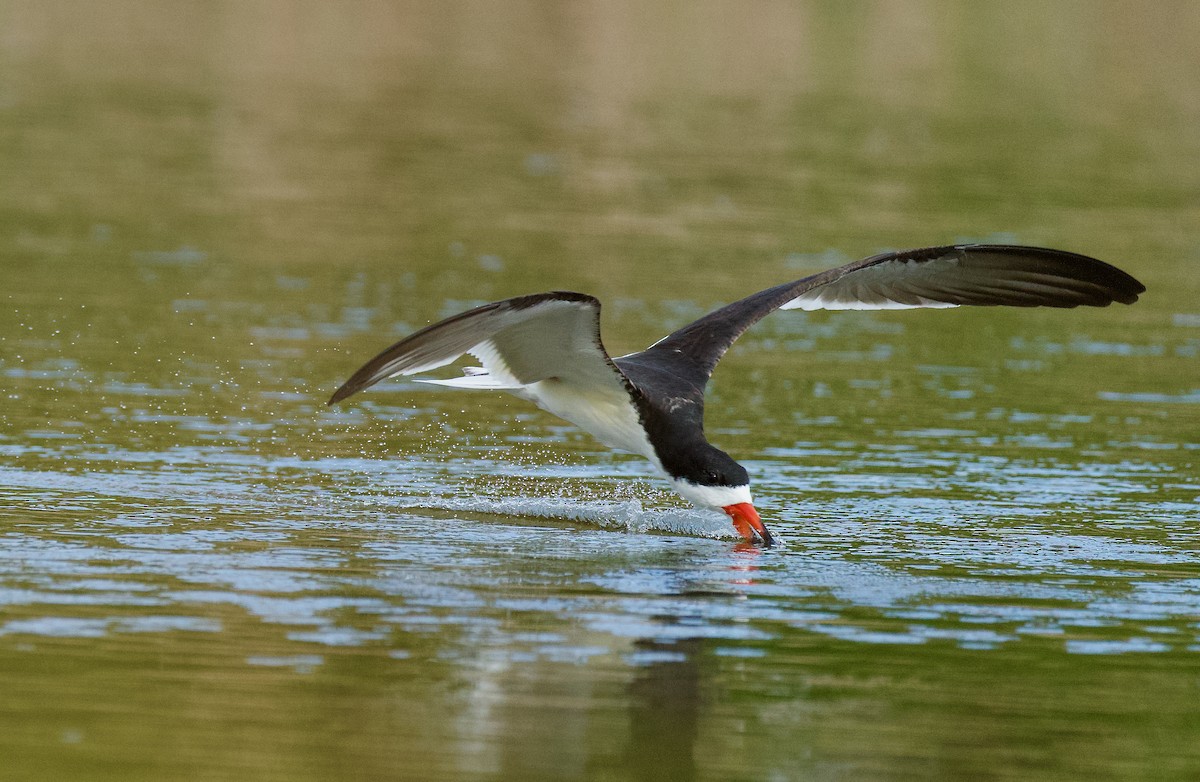 Black Skimmer - Anne Inga