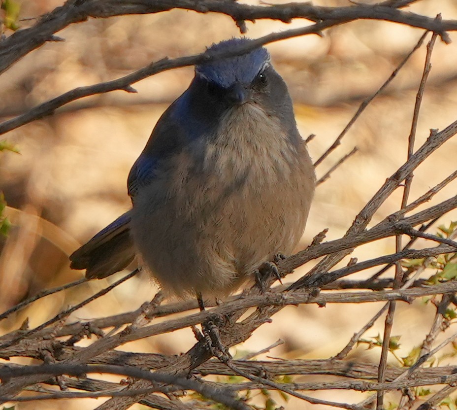 Woodhouse's Scrub-Jay - ML617782944