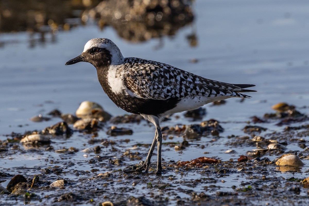 Black-bellied Plover - ML617782947