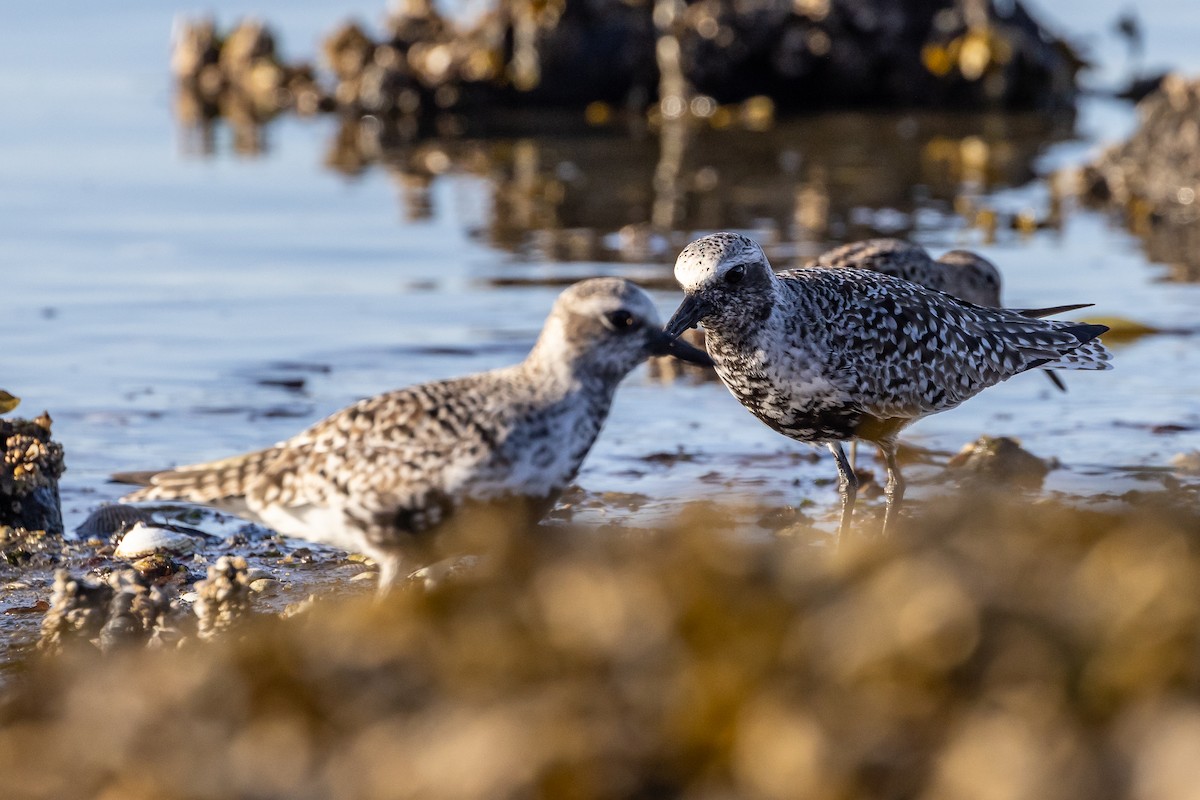 Black-bellied Plover - Denise Turley