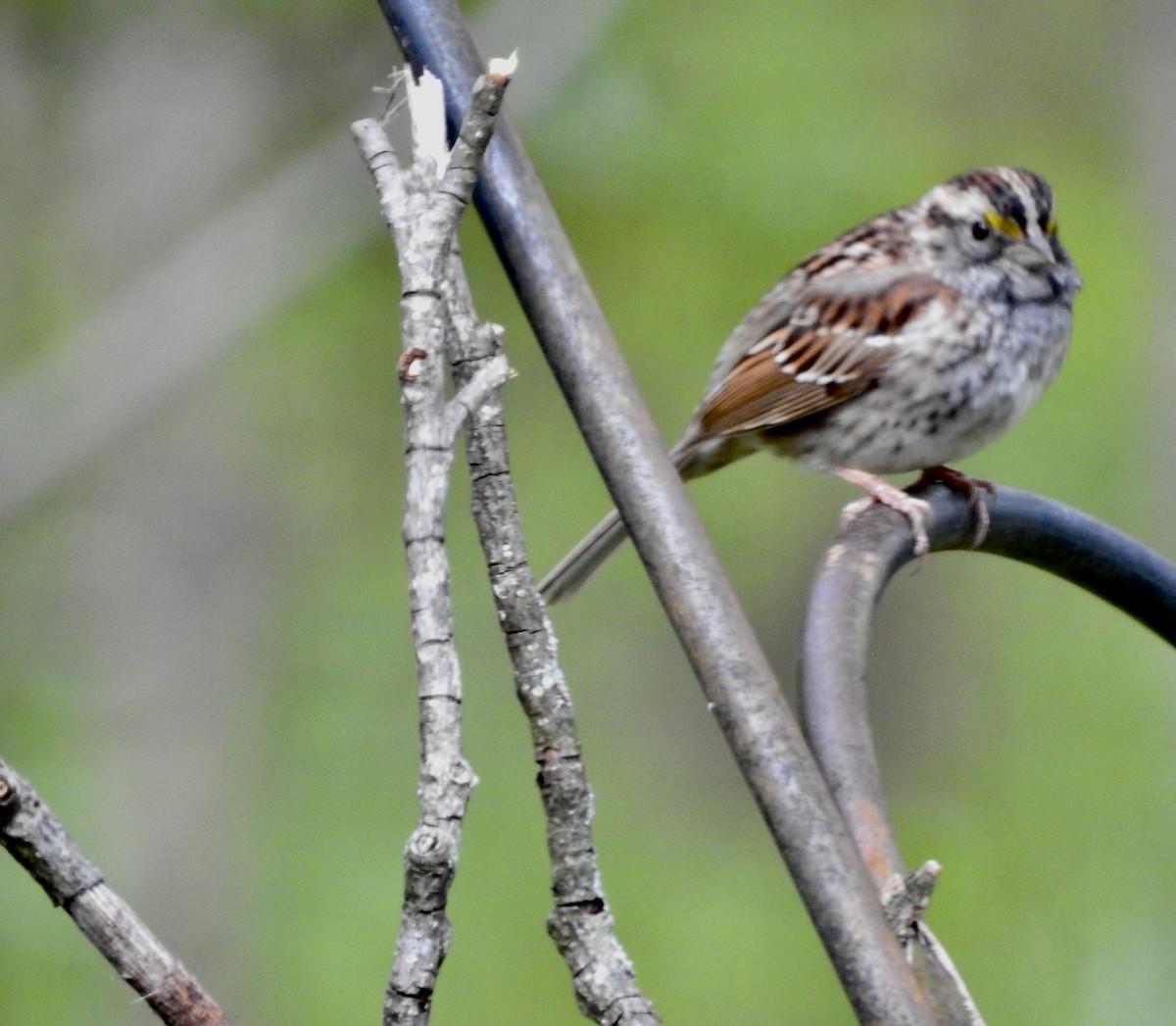 White-throated Sparrow - ML617782977
