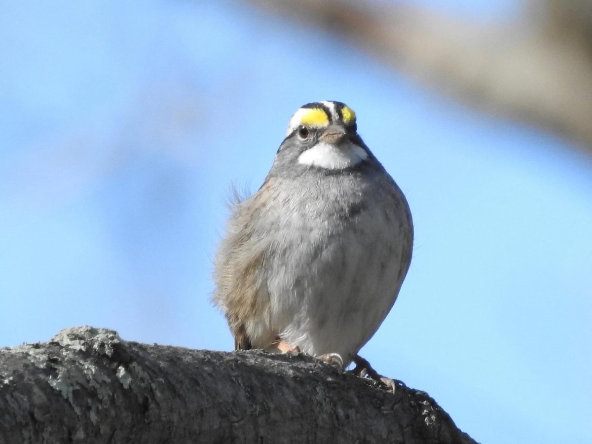 White-throated Sparrow - ML617782978