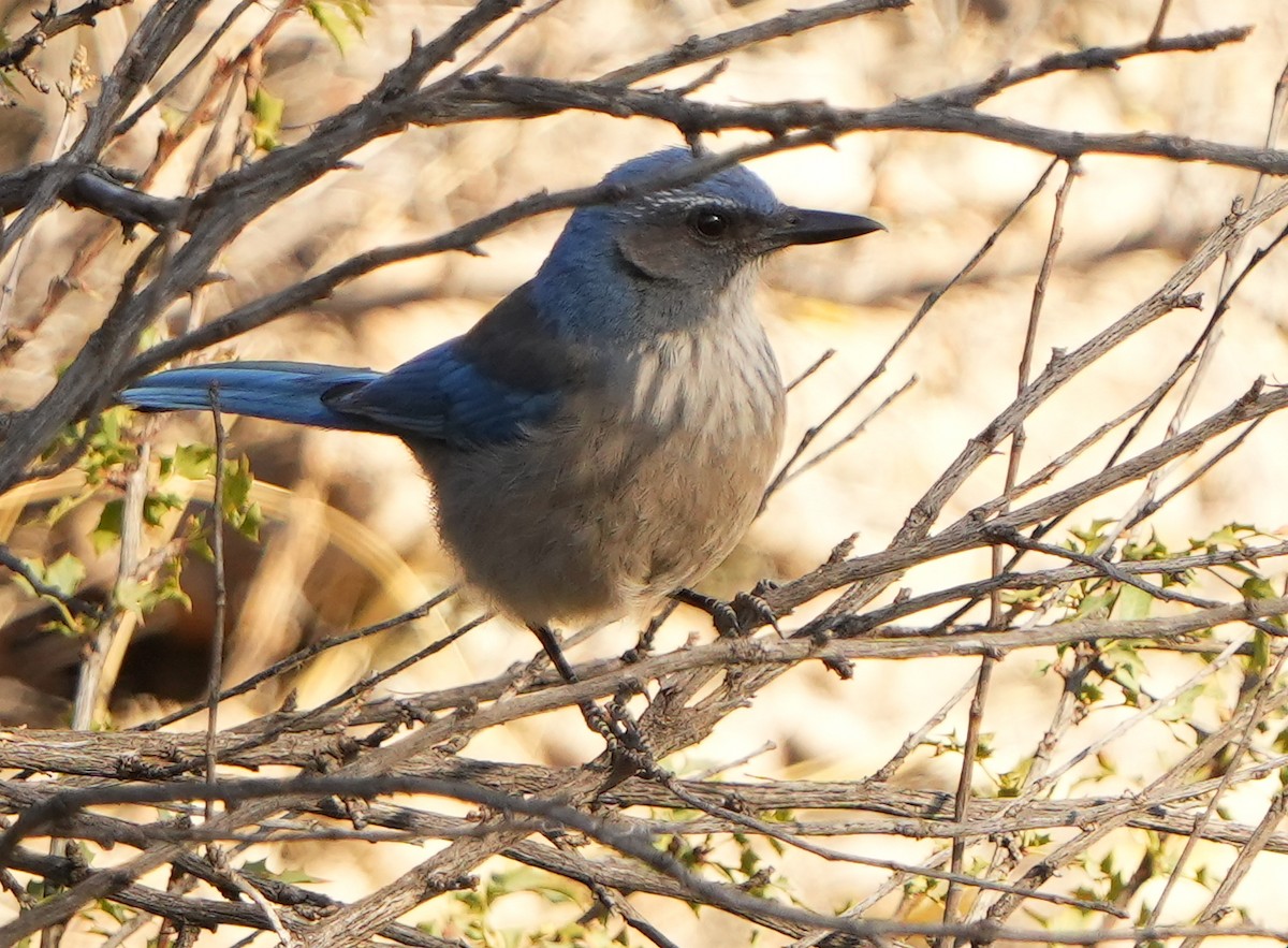 Woodhouse's Scrub-Jay - ML617782999