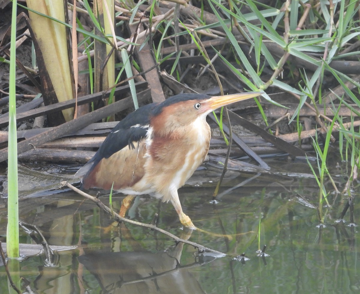 Least Bittern - ML617783000