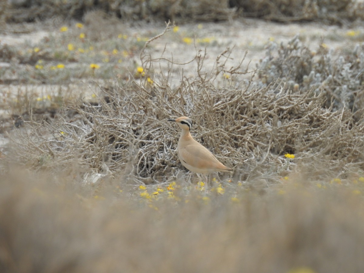 Cream-colored Courser - Mayte Samblas