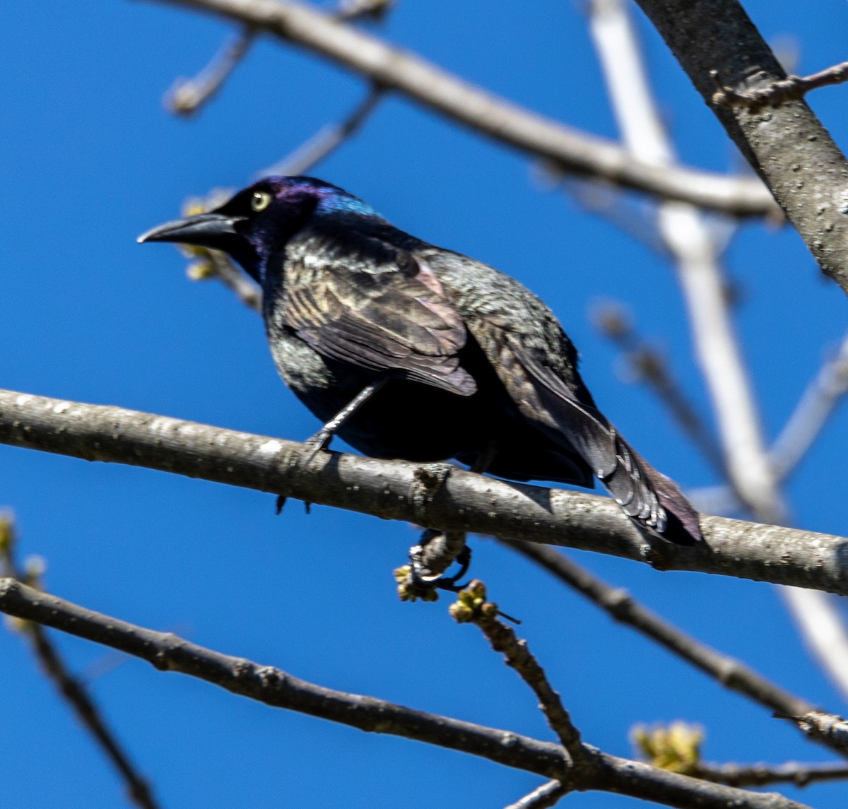 Common Grackle - George Keller