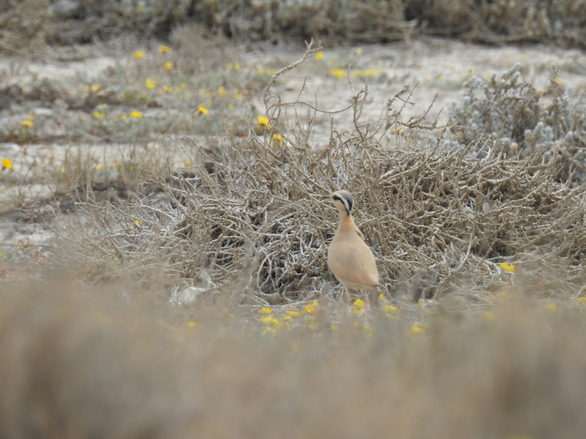 Cream-colored Courser - ML617783016