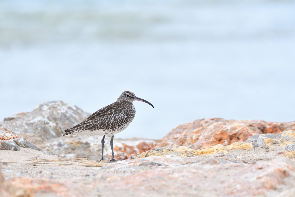 Whimbrel - Alejandro Gómez Vilches