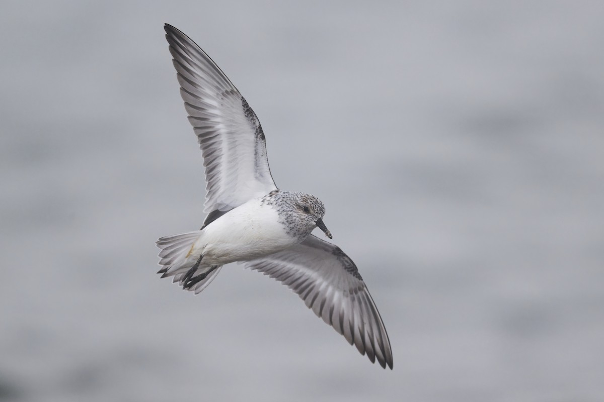 Bécasseau sanderling - ML617783047