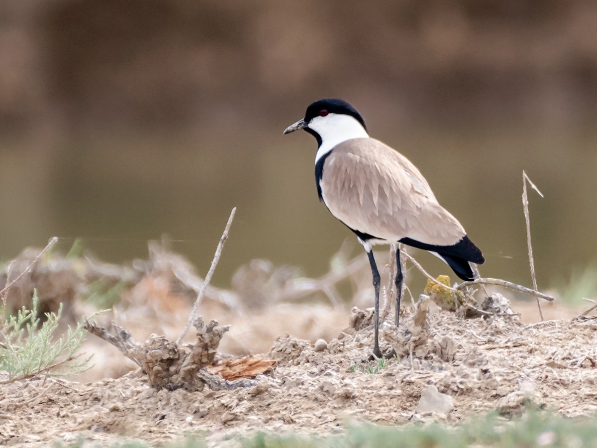 Spur-winged Lapwing - ML617783062