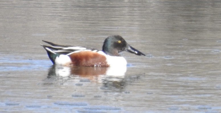 Northern Shoveler - Mohini Rawool-Sullivan