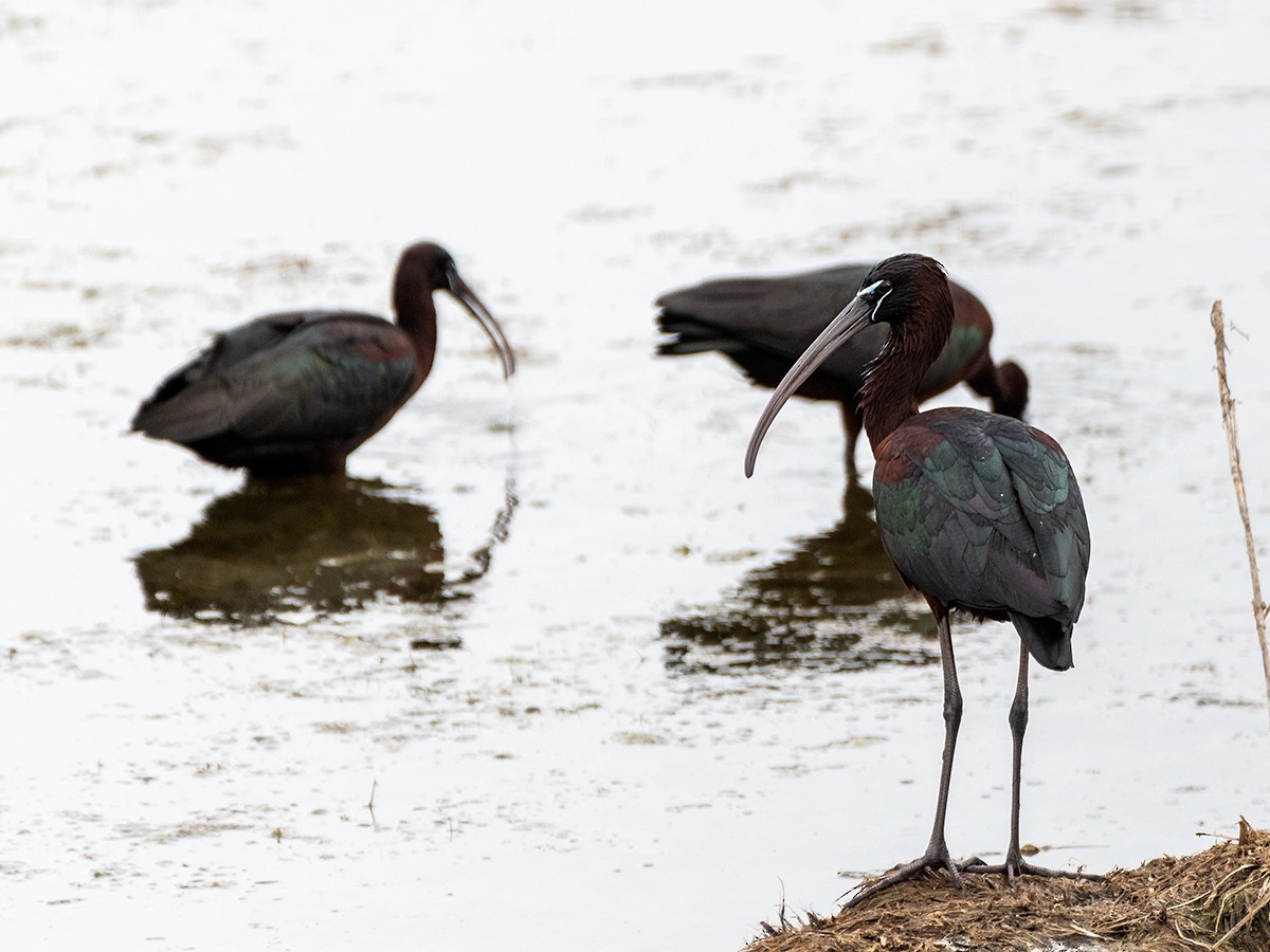 ibis hnědý - ML617783109