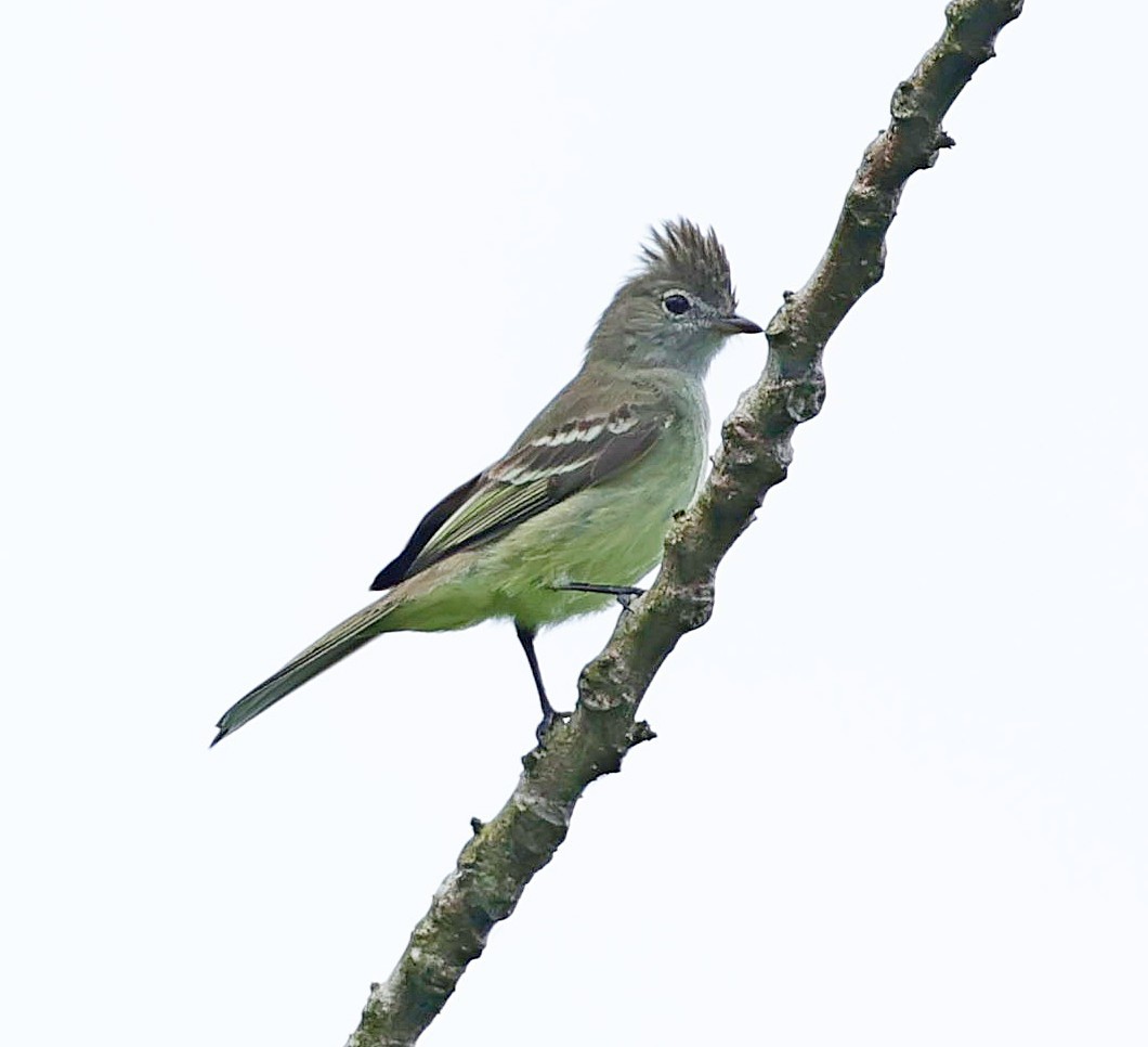 Yellow-bellied Elaenia - ML617783146