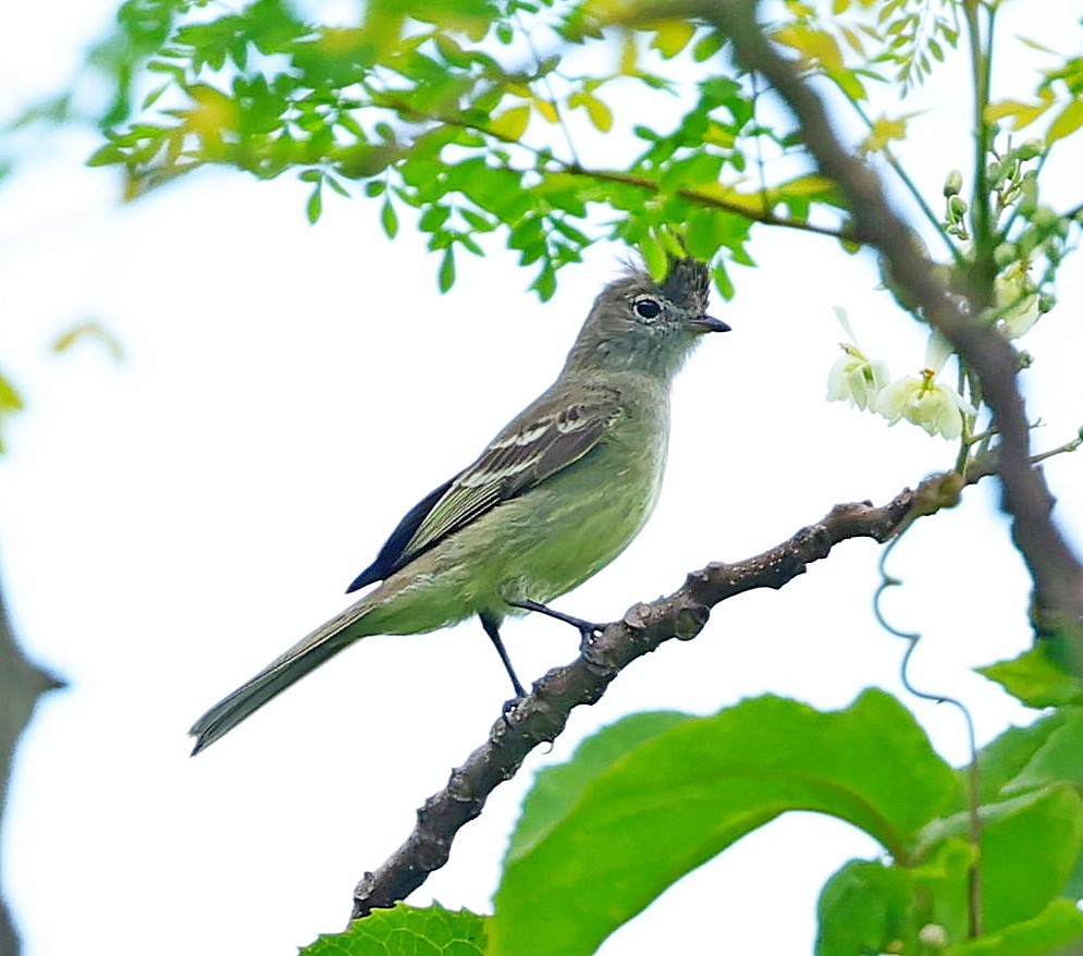 Yellow-bellied Elaenia - Maciej  Kotlarski