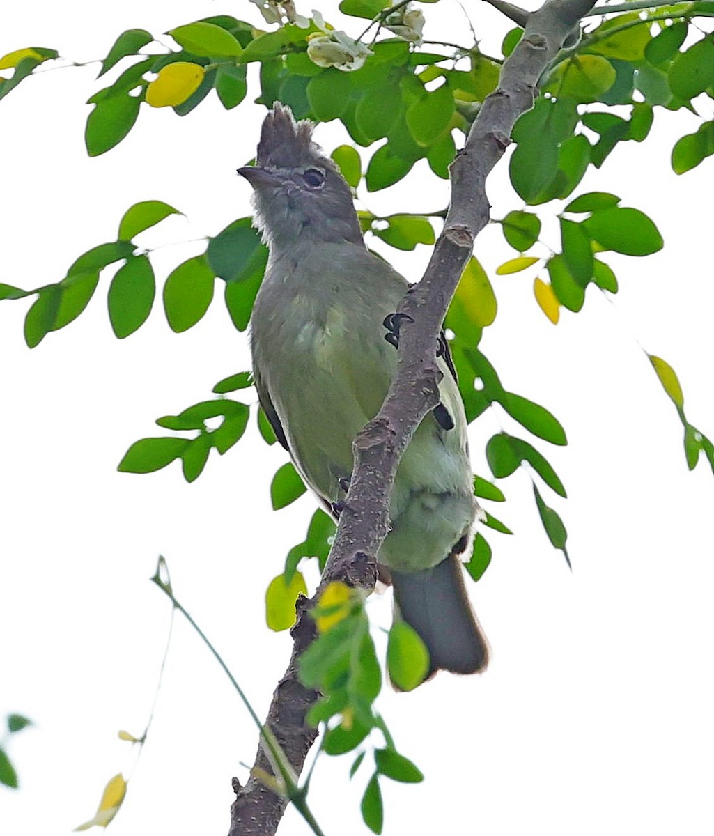 Yellow-bellied Elaenia - ML617783149