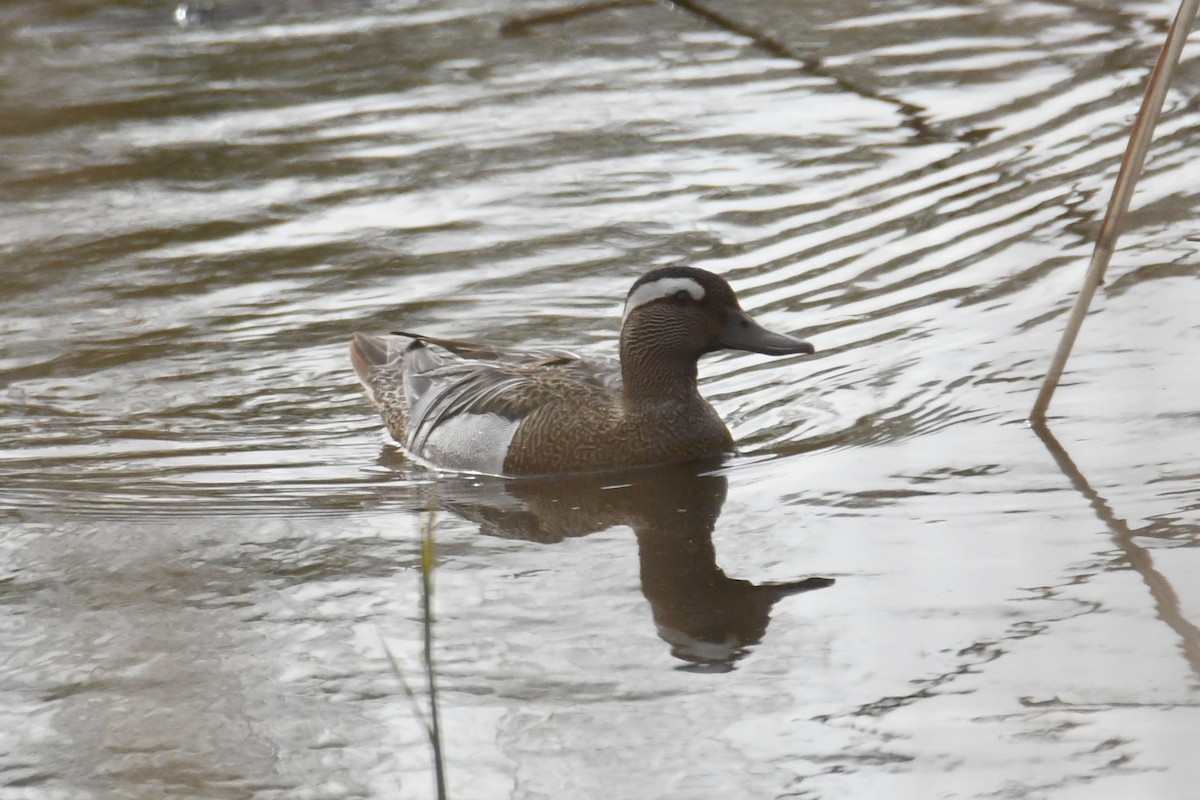 Garganey - Diego García Díaz