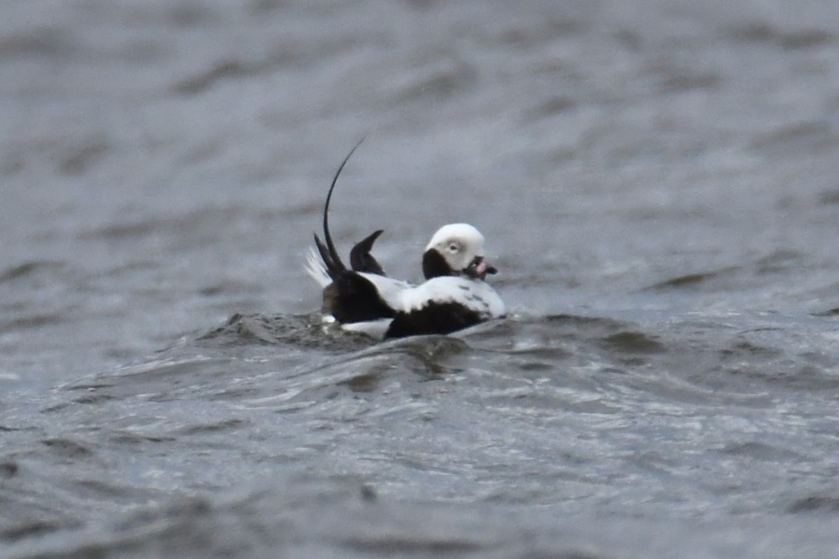 Long-tailed Duck - ML617783201